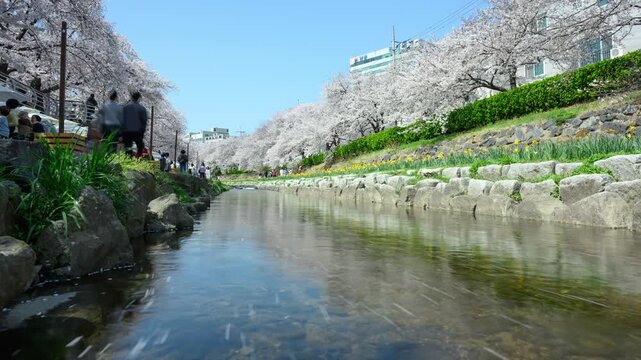 Cherry Blossom Timelapse at Mugeocheon Stream with Busy Market and Walking Crowd, Ulsan South Korea