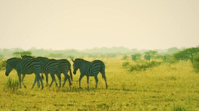 closeup of a herd of wild African zebra standing with baby zebra foal in the forest. epic shot of a zebra closeup walking on grass.