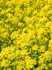 Obraz premium Bright Yellow Rapeseed Flower Field in Vertical Composition