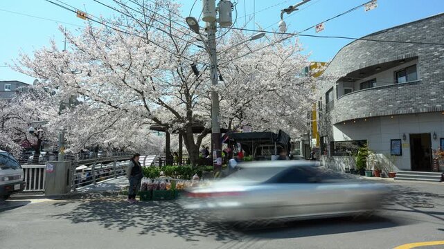 Cherry Blossom Street Market Timelapse with Traffic and Pedestrians