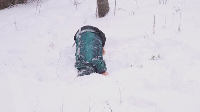 Funny red cocker spaniel dog wearing a green winter jacket playfully digging and burrowing its head into deep fresh snow during a walk in a snowy park on a cold winter day