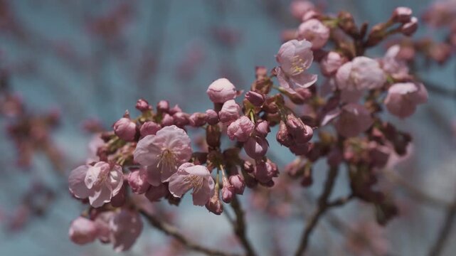 Edohigan cherry tree