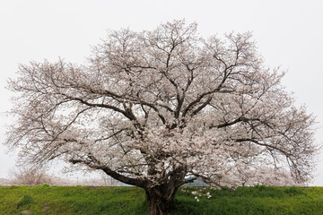 Fototapeta premium 満開の一本桜