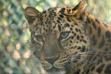 Fototapeta premium アムールヒョウ