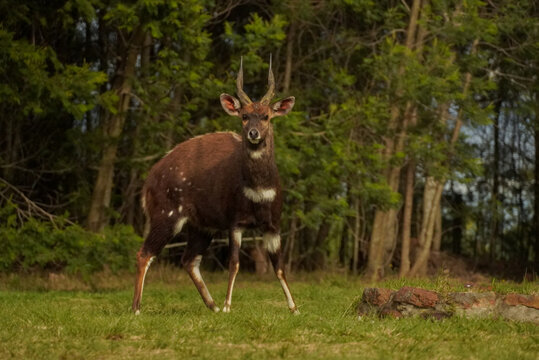 Male bushbuck standing alert in woodland edge, Gondwana Game Reserve, South Africa