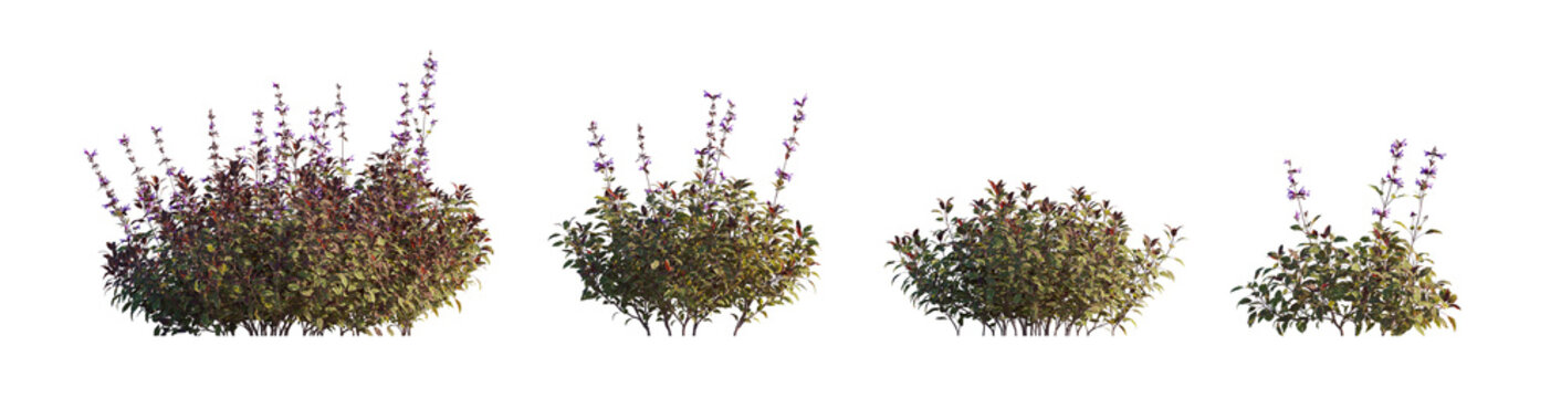 Salvia officinalis tricolor (tricolor sage, variegated sage, common sage tricolor) isolated PNG on a transparent background premium nature cutout