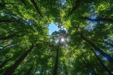 Obraz premium looking up through tall forest trees to a bright sunlit green canopy with a blue sky gap and sun rays filtering through leaves, evoking calm and awe
