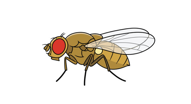 Common fruit fly, a small insect often used in scientific research, showcasing its distinctive red eyes and transparent wings.