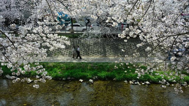 Cherry Blossom Timelapse at Mugeocheon Stream with People Walking, Ulsan South Korea