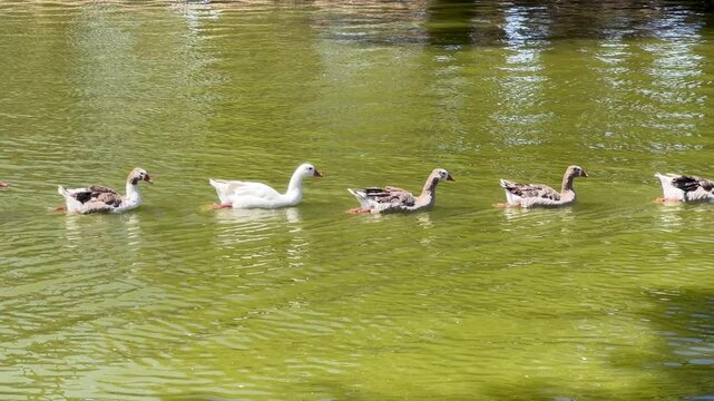 Row of four geese swimming together in a line on a calm green pond