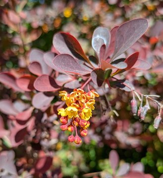 Vista de cerca de brotes de color rojo, flores de color amarillo y hojas de arbusto de berberina (Berberis vulgaris) en jard&iacute;n de parque urbano