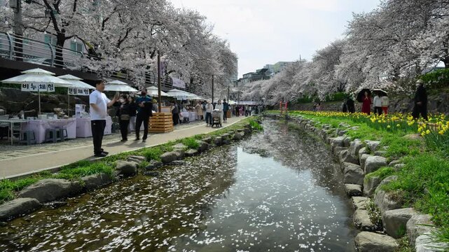 Cherry Blossom Timelapse at Mugeocheon Stream with Busy Market and Walking Crowd, Ulsan South Korea