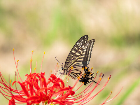 Swallowtail butterfly and lycoris