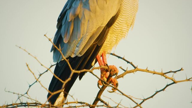 Full body close up of a pale chanting goshawk (Melierax canorus) in Sub-Saharan Africa.