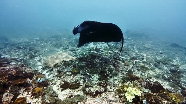 Rare Black Manta Ray performing a backward somersault (feeding loop) underwater in Nusa Penida, Bali.