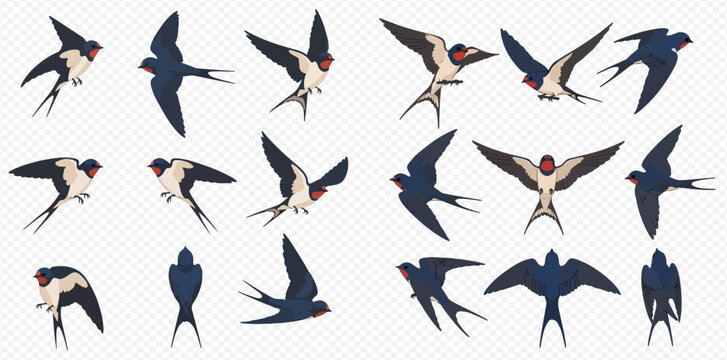 Set of flying swallows in various poses isolated on transparent background.