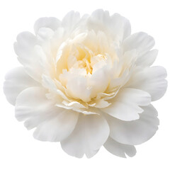 Fototapeta premium White peony flower isolated on white background, delicate bloom close up