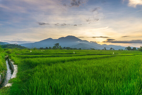 Beautiful morning view in Indonesia, panoramic landscape of rice fields with mountain ranges and clear sky