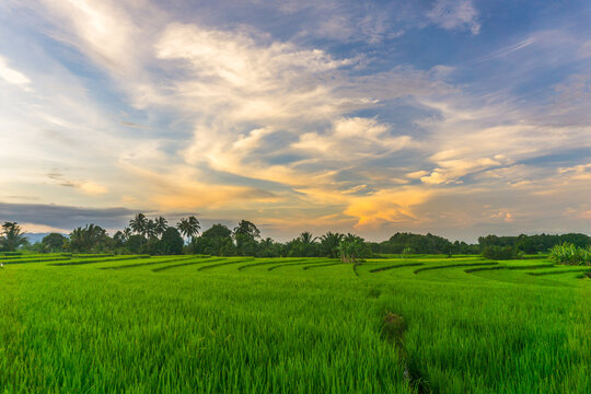 Beautiful morning view in Indonesia, panoramic landscape of rice fields with mountain ranges and clear sky