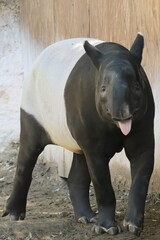 Fototapeta premium バク