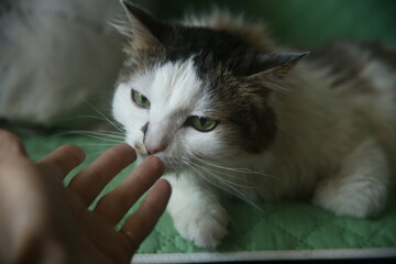 cat and people's hand © Elen Zemskovich