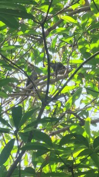 Pair of Asian Koels perched on a leafy tree branch with natural birdsong.