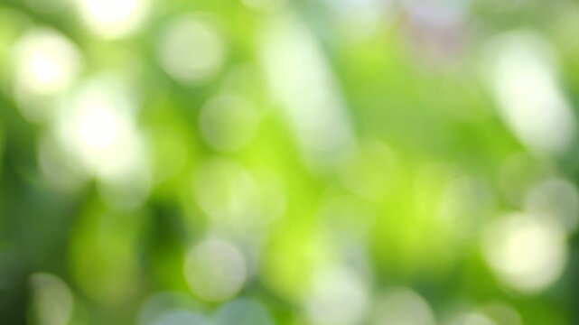 Abstract Bokeh of Green Leaves with Sparkling Sunlight, Dreamy Nature Background