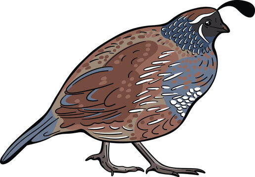 Vector illustration of a quail bird