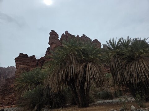  The Disah Valley in Tabuk offers a stunning view during the day. The high red rocks and vibrant greenery create a picturesque landscape.  