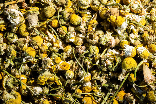 close-up of dried camomile tea 