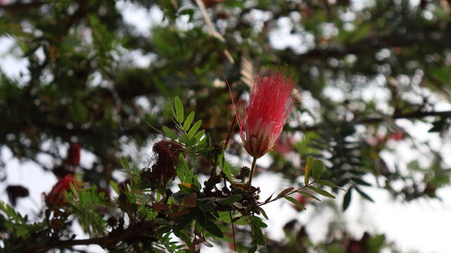 Red Powder Puff Flower Bloom, India