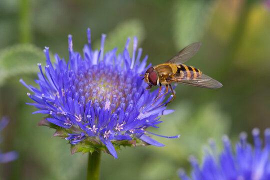 Common Banded Hoverfly feeding on a Sheeps Bit flower.
