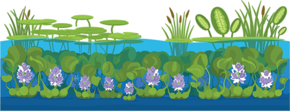 Freshwater ecosystem with water hyacinth and aquatic plants showing layered pond vegetation biodiversity and natural habitat cross section vector illustration
