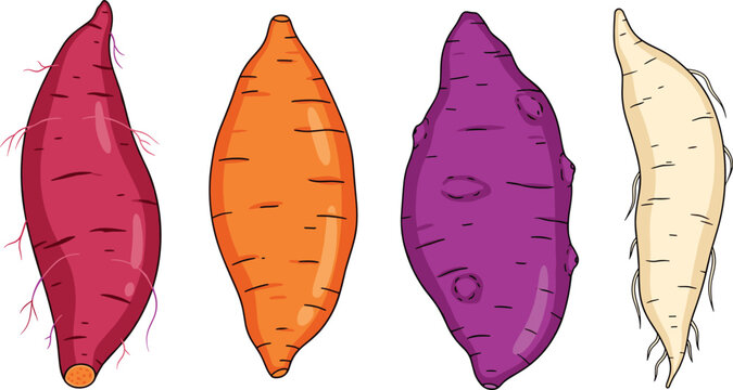 Sweet Potato Vector Set with Different Colors and Varieties Including Purple, Orange, and White Sweet Potatoes Isolated on White Background