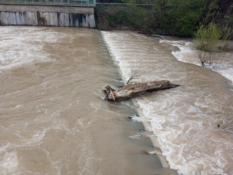 Tree on dam after rainy days 4