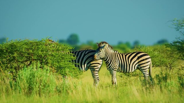 Two Zebras fighting in yellow golden grass and bushes of African savannah.