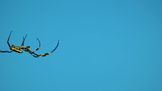 Trichonephila clavata (Nephila Clavata) , also known as the Joro spider is a member of the Trichonephila genus