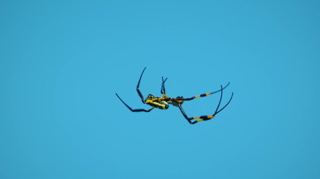 A Trichonephila clavata or a Joro spider. A member of the Trichonephila genus. The spider can be found throughout Japan.