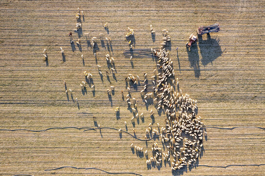 A drone photograph shows a tractor collecting sprinkler pipes in a field and sheep grazing.