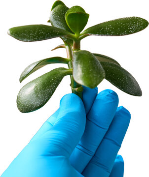 Hand in a blue glove holding a green succulent cutting on a transparent background, illustrating plant care, propagation and botanical handling in a controlled environment.