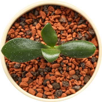 Succulent in a small pot, top view, on a transparent background, with thick green leaves and decorative stones, made in a minimalist botanical style.