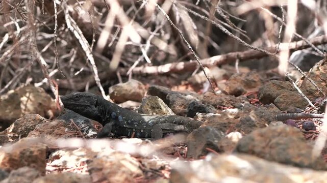 Close-up of black Canary Islands lizard with blue spots