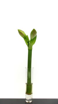 Time lapse of opening and dying pink amaryllis Aphrodite isolated on black background, vertical orientation