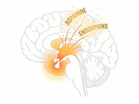 Medical illustration of the brain's cross-section, highlighting the reward system circuitry for dopamine and endorphins.