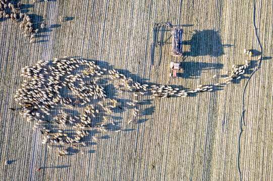 A drone photograph shows a tractor collecting sprinkler pipes in a field and sheep grazing.