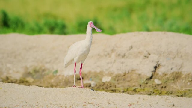 The African spoonbill (Platalea alba) is a long-legged wading bird of the ibis and spoonbill family Threskiornithidae.
