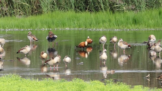 many Egyptian geese on a lake, adorable geese in shallow water, a flock of sleeping waterfowl in a pond, Alopochen aegyptiaca, surrounded by reeds, idyllic landscape reflection