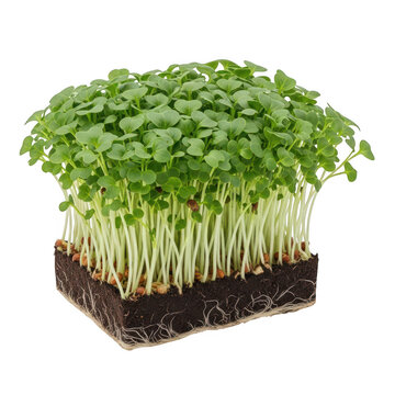 Fresh sprouted broccoli microgreens growing in soil