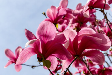 pink magnolia flowers © Globus 60