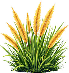 Fototapeta premium Orange pampas grass bush isolated on white background, natural decorative grass illustration